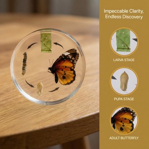 Großhandel Schmetterlings-Lebenszyklus Harz-Taxidermie-Exemplar Hersteller Maßgefertigte 4-Stufen-Metamorphose Lehrreiches Spielzeug für Kinder - Product Image 5