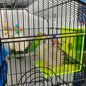 Venta caliente de 2 piezas de ratán cruzado tejido pájaro juguete loro morder libélula de madera y flor floreciente Color al azar - Product Image 5