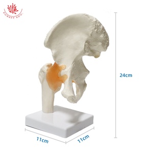 Articulación <span class=keywords><strong>de</strong></span> cadera humana y modelo <span class=keywords><strong>de</strong></span> ligamento <span class=keywords><strong>de</strong></span> <span class=keywords><strong>la</strong></span> articulación femoral FRT028 modelo <span class=keywords><strong>de</strong></span> <span class=keywords><strong>enseñanza</strong></span> médica <span class=keywords><strong>de</strong></span> articulación <span class=keywords><strong>de</strong></span> cadera <span class=keywords><strong>de</strong></span> anatomía grande Natural - Product Image 3