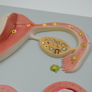 Mô Hình Phát Triển Thai Nhi Thụ Tinh <span class=keywords><strong>Zygote</strong></span> Hình Thành Và Cấy Ghép Tử Cung Nữ Tử Cung Mô Hình Giải Phẫu Buồng Trứng Giáo Dục - Product Image 3