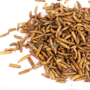 गर्म बिक्री सूखे थोक मेवर्म - Product Image 3