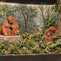 Sculpture de gorille en fibre de verre grandeur nature, réaliste, avec poils collés à la main, sur mesure pour parcs zoologiques, pour décoration intérieure