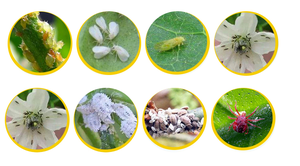 Spirotetramat 22.4% SC, Insecticida para Árboles Frutales Contra Ácaros Rojos, Precio de Fábrica, Acaricida Agrícola, Pesticida - Product Image 2