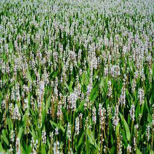 Planta Acuática White Pickerelweed - Apta para Estanques <span class=keywords><strong>de</strong></span> Jardín e Invernaderos - White Pickerelweed - Product Image 5