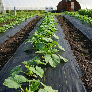 Toile de paillage haute résistance pour jardin, tapis <span class=keywords><strong>anti</strong></span>-herbe, barrière de suppression des adventices, couverture de sol pour l'aménagement paysager - Product Image 3