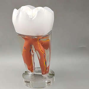 <span class=keywords><strong>Dental</strong></span> 10 Vezes Grande Tooth Decorações Ornaments PVC Material Anatômico Modelo <span class=keywords><strong>Dental</strong></span> Polpa e Nerve Ensino Display - Product Image 4