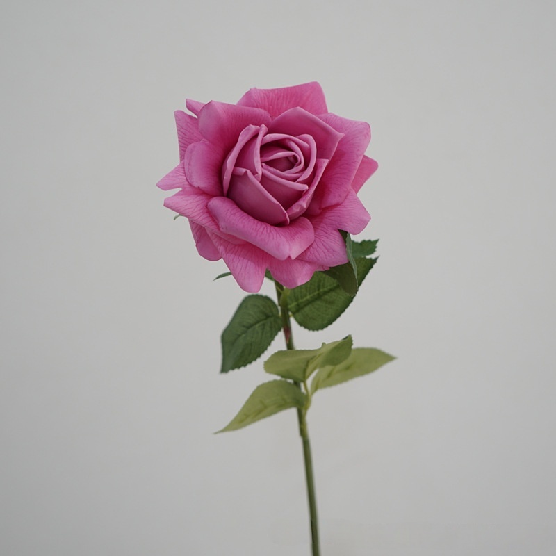Rosa rosado