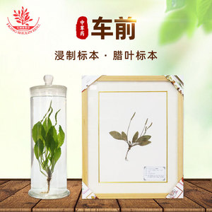 Les spécimens végétaux conservés dans des flacons en verre pour une conservation à long terme peuvent être utilisés dans la création d'herbaires. - Product Image 3