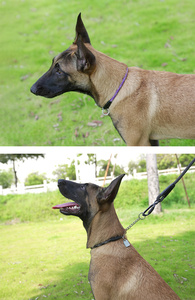 Truelove giao dịch hàng đầu Hot người bán hàng thời trang Sản phẩm vật nuôi đã sẵn sàng để tàu con chó cưng cổ áo Nylon chó sang trọng cổ áo và dây xích thiết <span class=keywords><strong>l</strong></span>ập sang trọng - Product Image 6