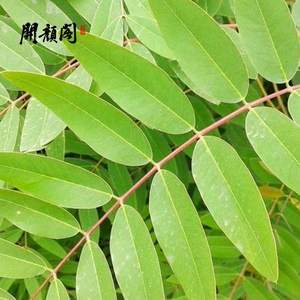 KAIYANGE venta al por mayor naturaleza OEM Etiqueta Privada ventilador <span class=keywords><strong>Xie</strong></span> Ye té hojas secas de Senna HOJA DE Senna potente té de barriga plana té adelgazante - Product Image 6