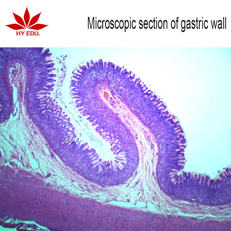 Желудочная гистология, слайды, индивидуальный микроскоп, приготовленный слайд для биологического лабораторного оборудования
