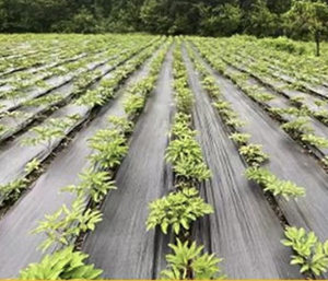 Bâche en PE imperméable, protection UV, anti-mauvaises <span class=keywords><strong>herbes</strong></span>, durable <span class=keywords><strong>pour</strong></span> l'agriculture extérieure et le jardinage domestique, tailles personnalisées - Product Image 6