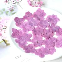 Bunga Hydrangea Kering Alami yang Indah untuk Pembuatan Bookmark DIY dan Bahan Kerajinan Seni Bingkai Foto