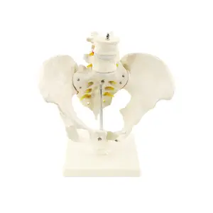 Model Kerangka Anatomi Pvc Canggih Model Kerangka 3D Manusia Pria Pelvis Model Medis