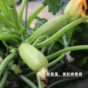 Plantas de Calabacín de Verano para Decoración de Jardín y Patio - Product Image 3