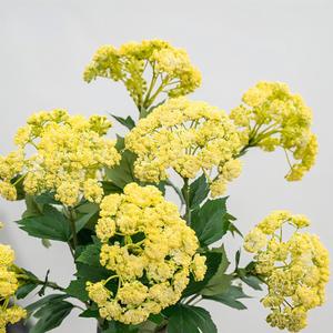 ดอกไฮเดรนเยียพลาสติกเหมือนจริง 3 หัว สีเหลือง ขนาด 74 ซม. สำหรับตกแต่งบ้าน ลานบ้าน งานแต่งงาน และงานปาร์ตี้ - Product Image 3