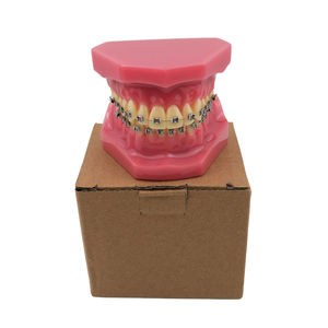 Modelo de Tipodonto Dental de Ortodoncia Smiledental TM-B6-01 con Soportes Metálicos, Ayuda Didáctica de Resina para Entrenamiento Oral - Product Image 4