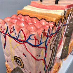 Modèle d'enseignement de la médecine et de l'anatomie : Modèle d'anatomie de la peau humaine agrandi 50 fois avec cheveux - Product Image 3