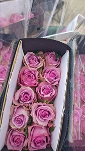 Flores de Tallo Largo de la Serie Arcoíris Vibrante para Diseño Floral Artístico, Decoración de Centros de Mesa, <span class=keywords><strong>Rosas</strong></span> Coloridas Frescas de Granja al por Mayor - Product Image 5
