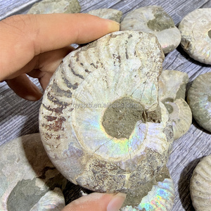 Fósil de Amonita Arcoíris con Superficie Iridiscente Sin Pulir, Espécimen Natural de Cefalópodo para Investigación Palaeontológica y Exhibición en Vitrinas - Product Image 5