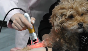 Koude Veterinaire Lasertherapie Laser Medische Therapie Fysiotherapie Apparatuur - Product Image 6