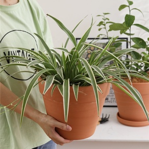 Pots à fleurs rectangulaires en <span class=keywords><strong>terre</strong></span> <span class=keywords><strong>cuite</strong></span> pour plantes succulentes, cuits à haute température, avec plateau pour utilisation en extérieur, avec trou de drainage - Product Image 5