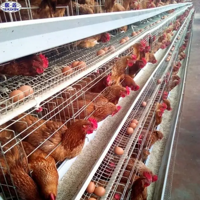 Alt fiyat hayvan kafesi A tipi 3/4 katmanlı yumurta tavuk kafesi tavuk çiftliği