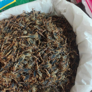 <span class=keywords><strong>Quan</strong></span> Xie ทั้งแมลงสมุนไพรป่าสีน้ำตาลราศีพิจิกเพื่อขาย - Product Image 2