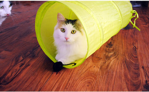 Jouet pour chat, tente pliable pour <span class=keywords><strong>passe</strong></span>-chat, Tunnel coloré en Polyester, Dragon au sol, avec boule pendante, livraison gratuite - Product Image 3