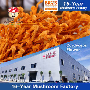 <span class=keywords><strong>Cordyceps</strong></span> kering alami Militaris jamur Sulfur, stok baru, harga grosir pabrik untuk penggunaan rumah tangga komersial - Product Image 2