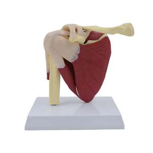 GelsonLab HSBM-084筋肉靭帯が塗装された大きな成人の肩関節モデル - Product Image 1