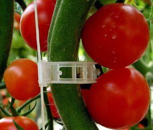 Plastic <strong>Tomato</strong> <strong>Support</strong> Clips for Greenhouse, Reusable Plant Clips with UV Resistance for <strong>Tomato</strong> Growing - Product Image 4