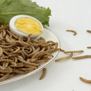 3-4 Veces Más Proteína que las Huevas <span class=keywords><strong>de</strong></span> Huevo, Gusanos <span class=keywords><strong>de</strong></span> Harina Secos Naturales con Alto Contenido <span class=keywords><strong>de</strong></span> Proteínas para un Crecimiento Saludable <span class=keywords><strong>de</strong></span> sus Amados Mascotas - Product Image 1