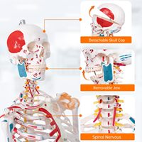 Squelette médical humain adulte 180 cm avec points de départ et d'arrivée des muscles et marquages des ligaments numérotés CE/ISO