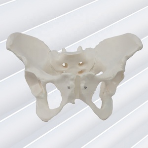 Lebensgroßes männliches Becken modell Becken modell Kleines Becken modell - Product Image 5