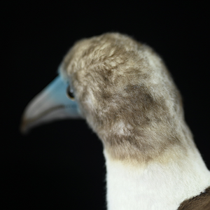 Peluche Realista de Pájaro Gaviota de Patas Azules, Juguete de Peluche Suave para Niños y Amantes de las Aves - Product Image 6