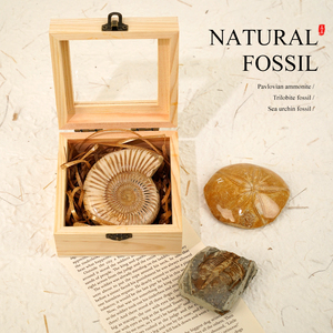 Auténtica amonita Trilobite erizo <span class=keywords><strong>de</strong></span> <span class=keywords><strong>mar</strong></span> fósil caja <span class=keywords><strong>de</strong></span> madera mostrar otras artesanías <span class=keywords><strong>de</strong></span> cristal para la Ciencia Paleontología - Product Image 3