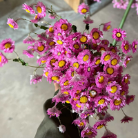 Groothandel in gedroogde bloemen, Rodanthe chrysanten, geconserveerde Rodanthe voor bloemstukken en huisdecoratie.