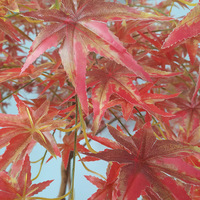 NINI Arbre artificiel réaliste en fibre de verre de haute qualité, en érable rouge, fait main, pour la décoration intérieure et extérieure de maisons, hôtels et restaurants