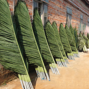 bamboo plants for sale indoor Lucky Bamboo