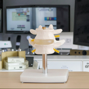 रीढ़ की शारीरिक संरचना शिक्षण मॉडल मानव लंबर रीढ़ सेट (2 पीसी)-रीढ़ के अध्ययन के लिए पेशेवर एनाटॉमी मॉडल - Product Image 4