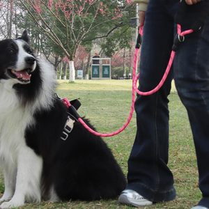 Strong Sturdy Comfortable Durable <b>Dog</b> Slip Rope <b>Leash</b> with Ribbons Premium Quality Nylon Reflective Mountain Climbing Lead - Product Image 4