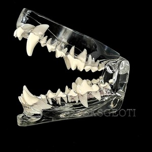 Modèle dentaire canin transparent pour clinique vétérinaire, usage pédagogique et décoration - Product Image 4