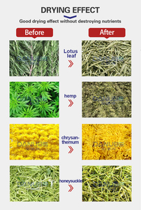 Good Quality Mint Leaves Hot Selling Automatic <b>Drying</b> Chamber Food Processing Oven - Product Image 4
