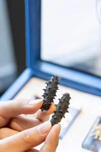 <span class=keywords><strong>Concombre</strong></span> de mer holothurien haut de gamme prêt à consommer – Cadeaux du Nouvel An pour les aînés et les amis - Product Image 5