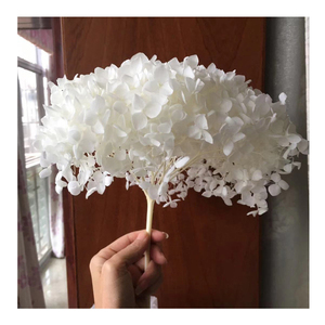 干燥绣球花保存白色永恒花天然绣球花勃艮第绣球花 - Product Image 5