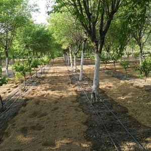 Tubo <span class=keywords><strong>per</strong></span> irrigazione a goccia in PE LDPE, in plastica PC, con imballaggio a rotolo, <span class=keywords><strong>per</strong></span> giardinaggio e agricoltura - Modello Tubo <span class=keywords><strong>per</strong></span> irrigazione - Product Image 2