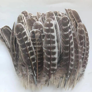 Pluma de Pavo Barreda Natural de 10-12 Pulgadas de Alta Calidad, Precio Competitivo, Venta Caliente, para Decoraciones - Product Image 6