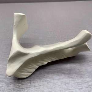 Modelo de Hueso Palatino Humano - Herramienta Educativa Maxilofacial - Product Image 3