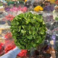 Großblättrige Konservierte Hortensien Getrocknete Blumen Antikgrüne Hortensien Ewige Blumen für Hochzeits-Blumenarrangements